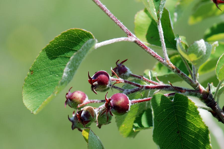 Amelanchier ovalis / Pero corvino